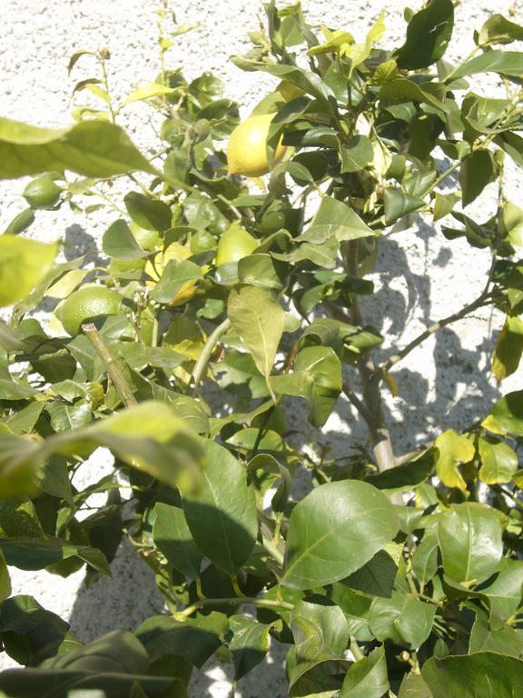 Agriturismo Olivarancio Leivi Dış mekan fotoğraf