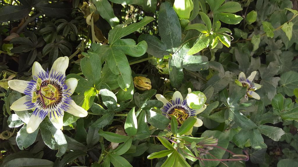 Agriturismo Olivarancio Leivi Dış mekan fotoğraf